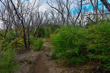 Spain Gomera island garajonay burned forest