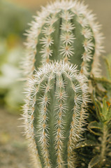 cactusesc (closeup).  green