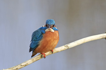 Common kingfisher (Alcedo atthis)