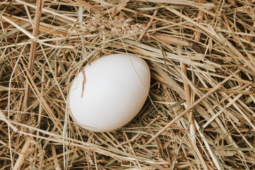 unprocessed white egg laying on straw