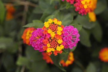 Pink orange and yellow flowers