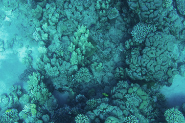 The bottom of the red sea with corals