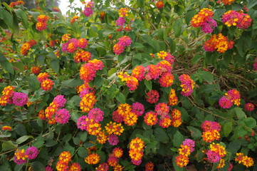 Pink orange and yellow flowers