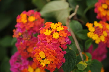 Pink orange and yellow flowers