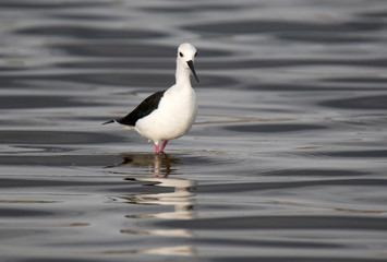 Black-winged stilt