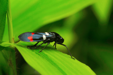 Insect , Unidentified , Aarey Milk Colony