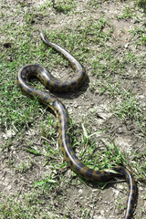 Green anaconda (Eunectes murinus) in Bolivian Pampas. Yacuma National Park, Amazon, wildlife reserve. (Amazonia, Bolivia)