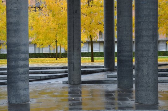 Autumn Trees