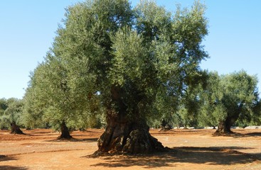 olivo monumentale