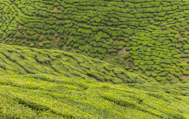 Greenery landscape of a tea plantation.