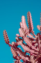 cactusesc (closeup).  pink