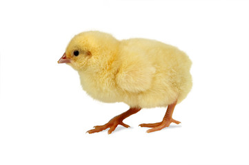 Walking chick