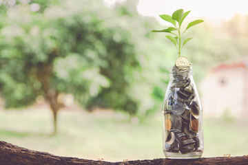 Growing in Savings Coins - Business Investment Concept