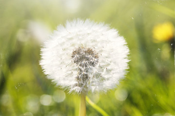 a faded dandelion against the background of grass