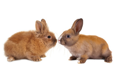 Two baby rabbits
