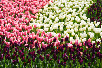 Поле с тюльпанами