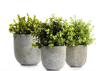 Pot green plants in and pots