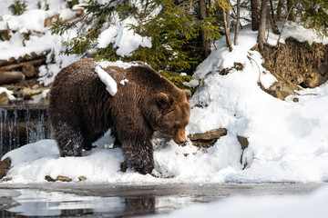 Wild brown bear near a forest lake