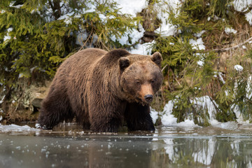 Naklejka na ściany i meble Wild brown bear near a forest lake