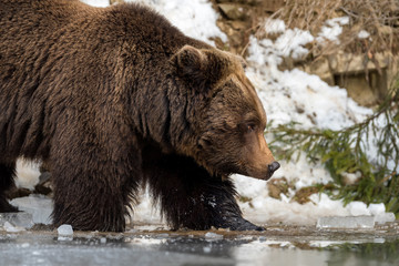 Wild brown bear near a forest lake