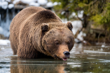 Wild brown bear near a forest lake