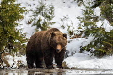 Fototapeta premium Dziki niedźwiedź brunatny w zimowym lesie
