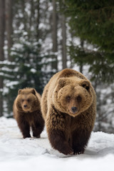 Obraz premium Niedźwiedź rodzinny w zimowym lesie
