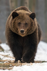 Wild brown bear in winter forest