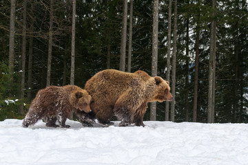 Bear playing in the winter forest