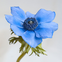 Blaue  Kronen-Anemone (Anemone coronaria)