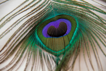 a fragment of peacock feather