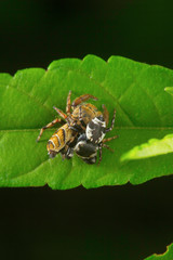 Jumping spider , Salticidae , Aarey Milk Colony , INDIA