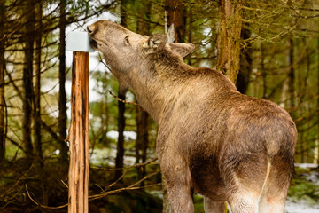 Female moose (Alces alces) getting a well needed dose of minerals at a mineral lick or salt lick...