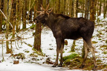 Moose (Alces alces) bull standing among thin spruce tree trunks in winter.