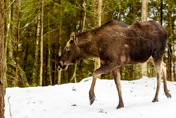Moose (Alces alces) female walking on a wintry slope in the forest.