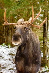 Obraz premium Moose (Alces alces) bull seen from the front standing in winter forest.