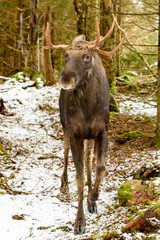 Moose (Alces alces) bull seen from the front standing in winter forest.