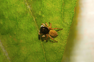 Jumping spider , Salticidae , Aarey Milk Colony , INDIA