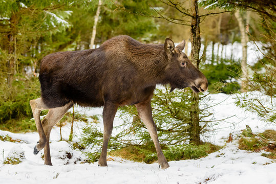 Female moose (Alces alces) walking in wintry forest landscape.