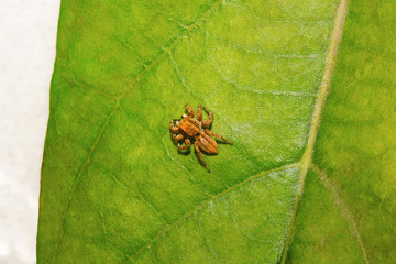 Jumping spider , Salticidae , Aarey Milk Colony , INDIA
