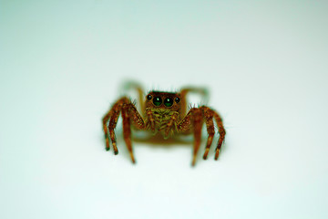 Jumping spider , Salticidae , Bangalore , INDIA