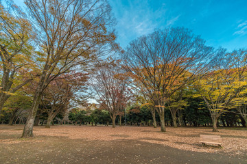 Momiji (maple tree) Autumn colors, fall red foliage carpet sunset at Yoyogi Park in Shibuya ward,...
