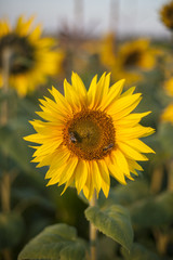 Sunflower with bees