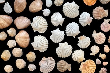 Seashells isolated on black background