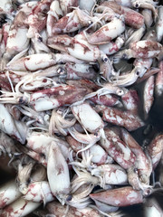 Freaf Seafood sales at the market. Phuket in Thailand