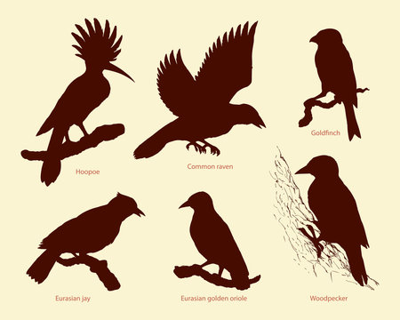 Vector set of birds: crow, hoopoe, oriole, woodpecker, jay, goldfinch
