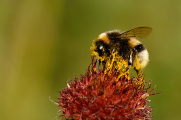 Erdhummel