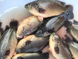 Fresh fish Tilapia in market. Phuket in Thailand.