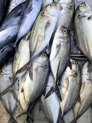 Obraz premium Fresh fish put on ice in market. Phuket Thailand.