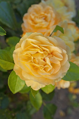 Gently yellow rose with wavy petals on flowering bush.